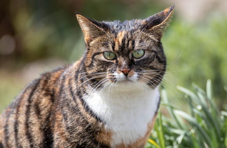 Cercetătorii au descoperit cum pot oamenii să comunice cu pisicile. Trucul este foarte simplu