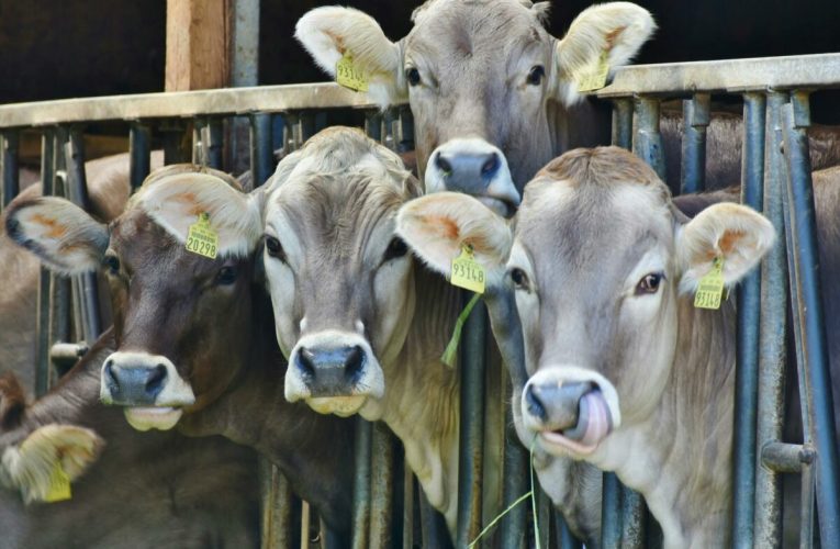 Franța începe vaccinarea bovinelor pentru a limita sacrificarea în masă, după ample proteste ale fermierilor