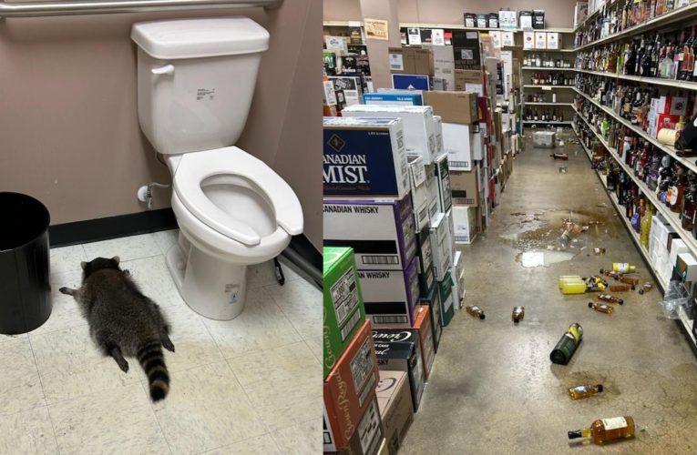 Incident inedit în SUA: un raton a vandalizat un magazin cu băuturi alcoolice, apoi a adormit beat în baie