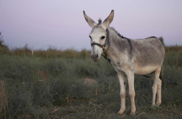 Invazia Măgarilor: oamenii s-au trezit cu o mulțime de măgari în curțile lor, prin oraș, dând buzna și la nunți sau alte petreceri