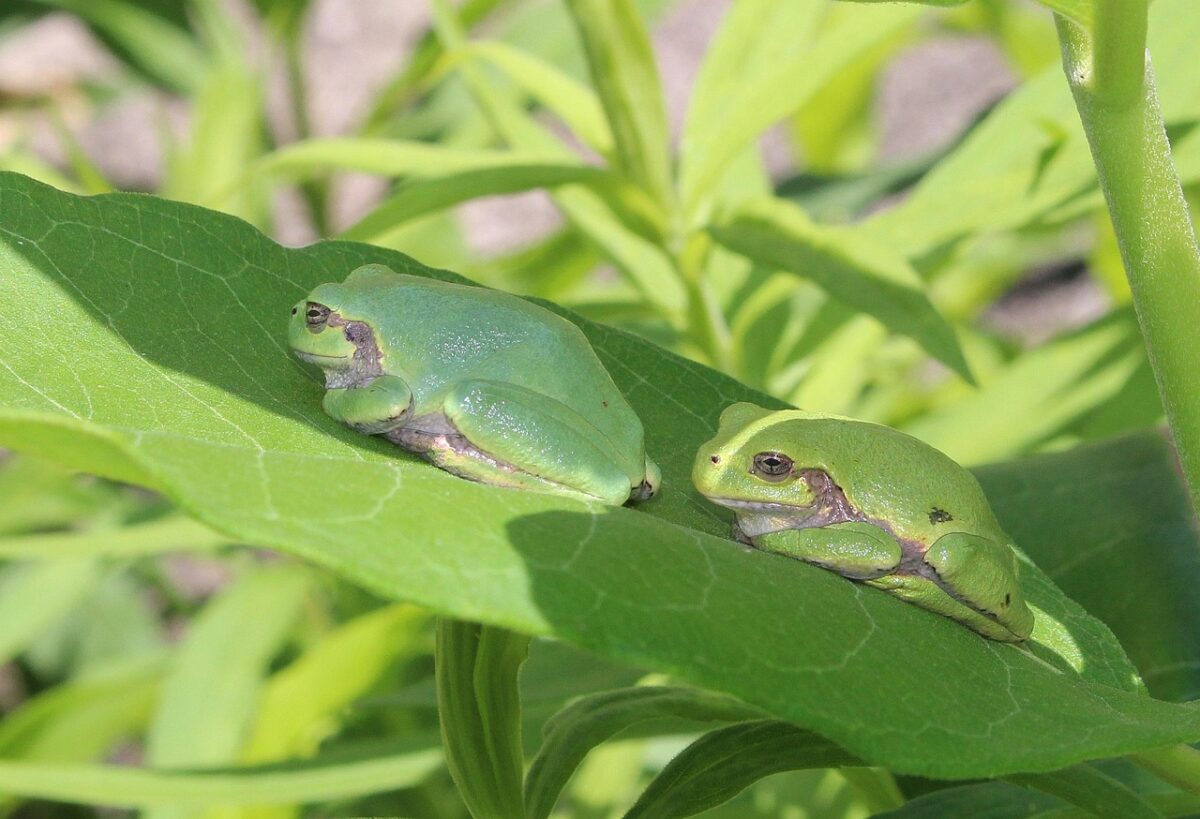 Medicament puternic anticancerigen descoperit în interiorul unei broaște de copac din Japonia
