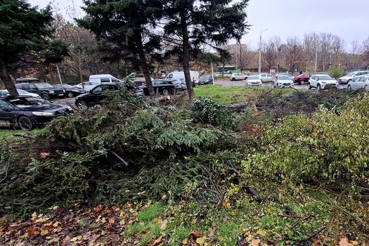 Noi defrișări în Sectorul 3. Locuitorii din Titan cer oprirea “măcelului” spațiilor verzi