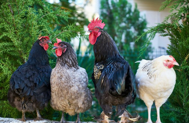 O activistă pentru bunăstarea animalelor din California a fost condamnată pentru furtul unor găini dintr-o fermă