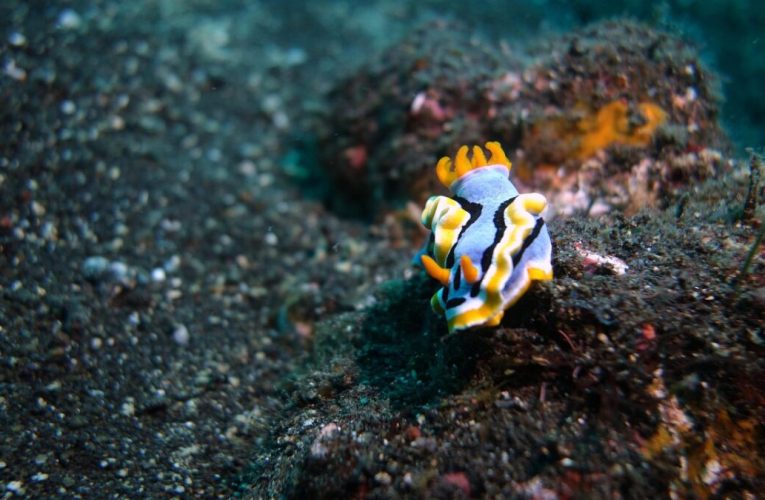 O creatură rară, care trăiește în Marea Mediterană, a fost descoperită în sudul Angliei