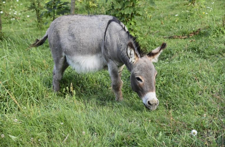 O măgăriță este vedeta Operei din New York. Agent: „Este fabuloasă”
