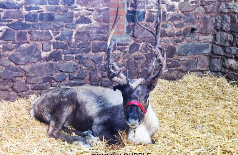 Operațiune masivă de căutare a unui ren în nordul Angliei: Animalul fugise de la un eveniment festiv. Cum s-a încheiat misiunea