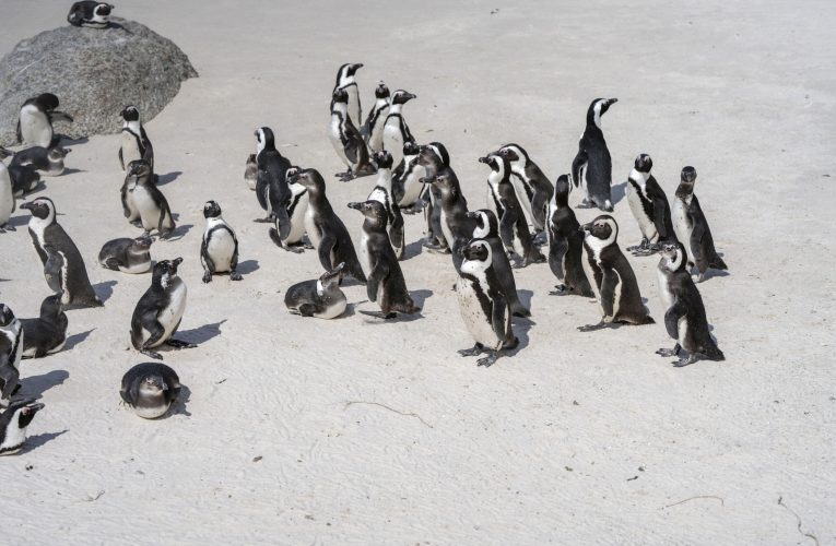 Pinguinii africani sunt decimați de foamete și în pericol de dispariție