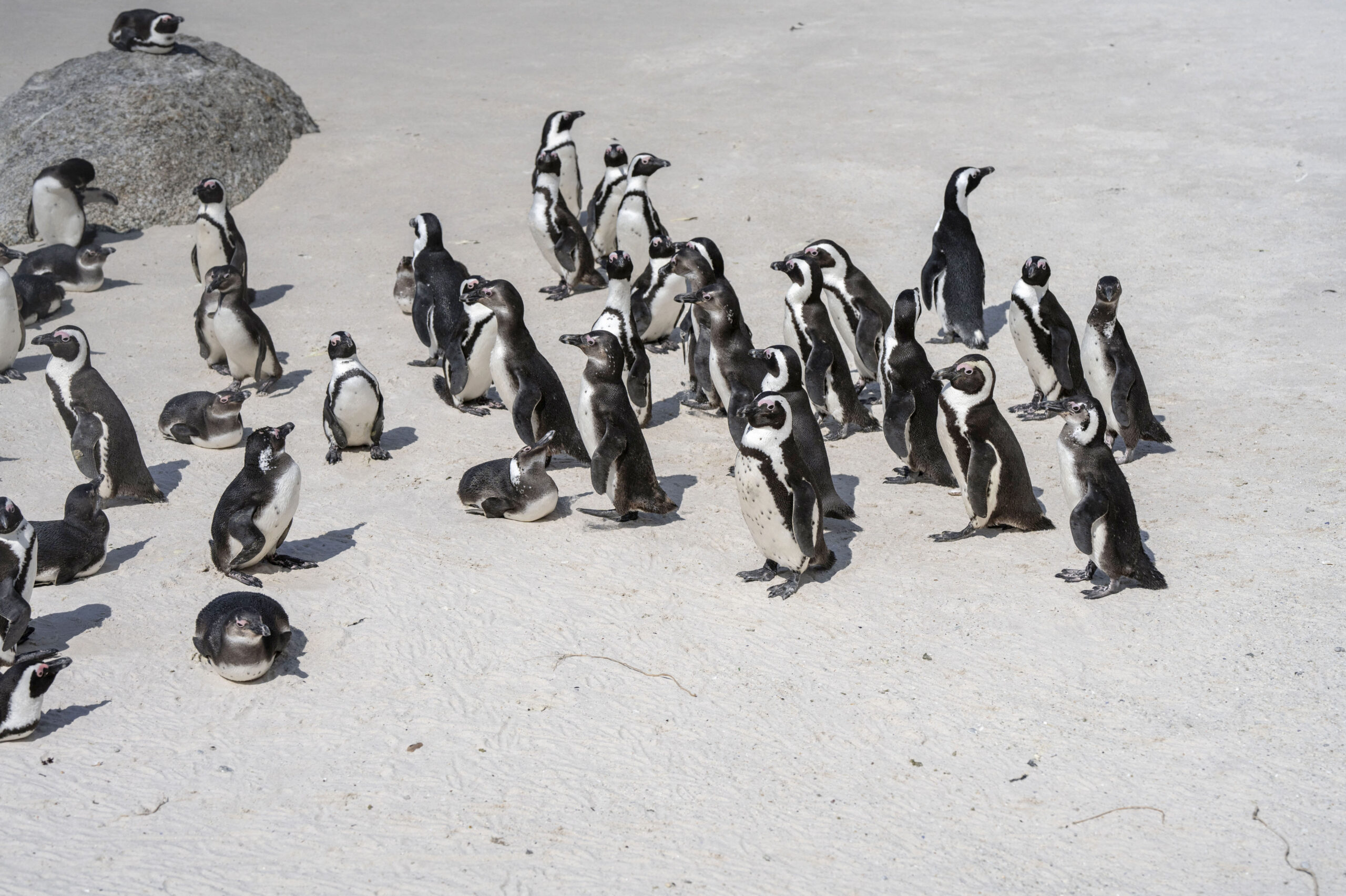 Pinguinii africani sunt decimați de foamete și în pericol de dispariție