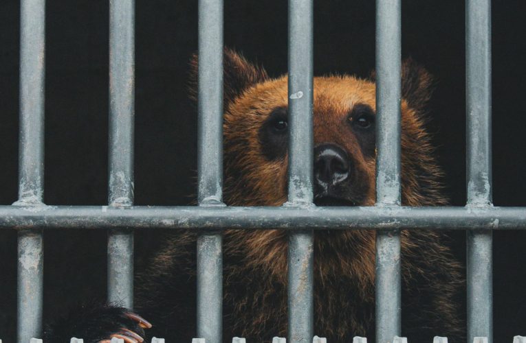Practică neobișnuită în Coreea de Sud: urșii sunt crescuți în ferme pentru recoltarea bilei