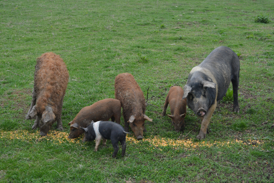 Românul, porcul și o dilemă: porc de gospodărie sau porc de fermă?