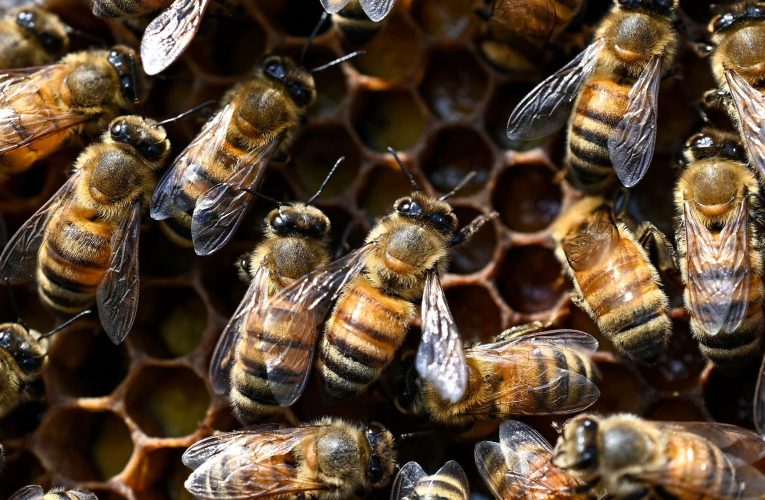 Tehnica uimitoare a unei albine de a înțepa fără să moară. Instinctul de supraviețuire le-a dezvoltat capacitatea de a învăța lucruri noi?