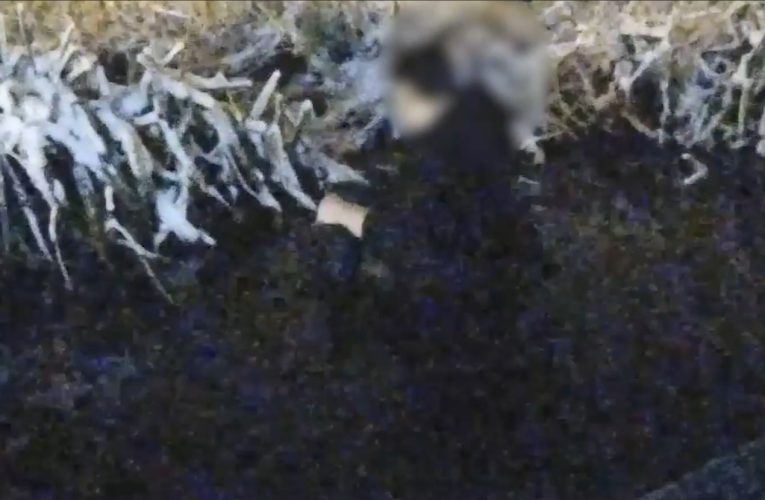 Un bărbat urmărit de o haită de câini a căzut într-un lac din Craiova, unde a rămas blocat în nămol