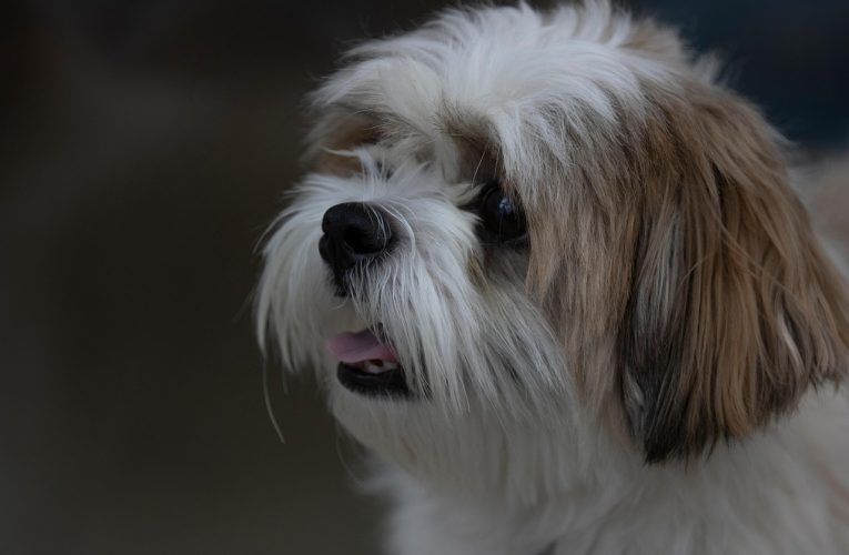 Un nou studiu explică de ce câinii curioși sunt cei mai inteligenți