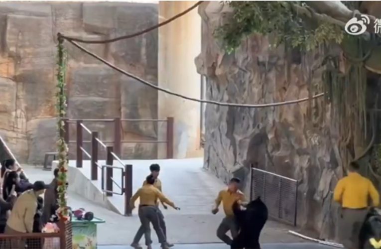 Un urs negru își atacă dresorul în timpul spectacolului. „Gata cu spectacolele cu animale”