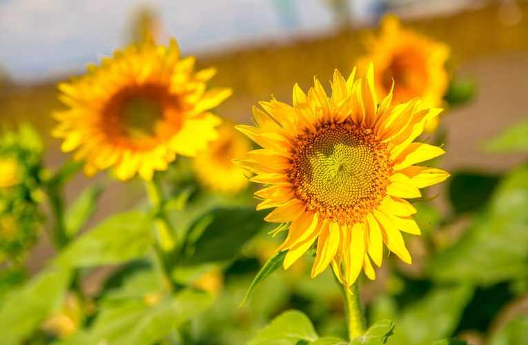 Agricultura ca sursă ce alimentează viitorul energiei curate