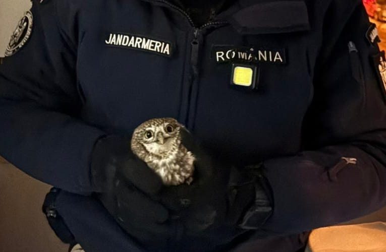 Apel neobișnuit la 112. Jandarmii au scos o bufniță din apartamentul unor botoșăneni