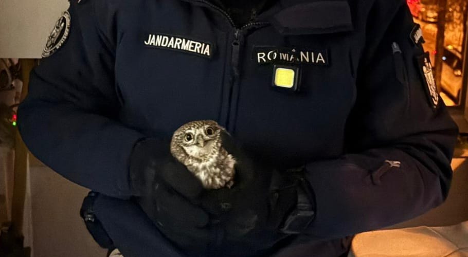 Apel neobișnuit la 112. Jandarmii au scos o bufniță din apartamentul unor botoșăneni