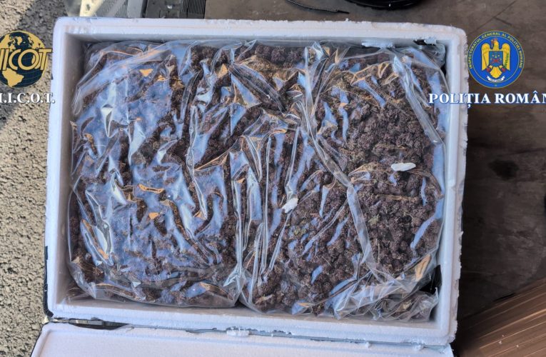 Captură mare de canabis în prima zi a anului în Iași. Doi bărbați, prinși în flagrant
