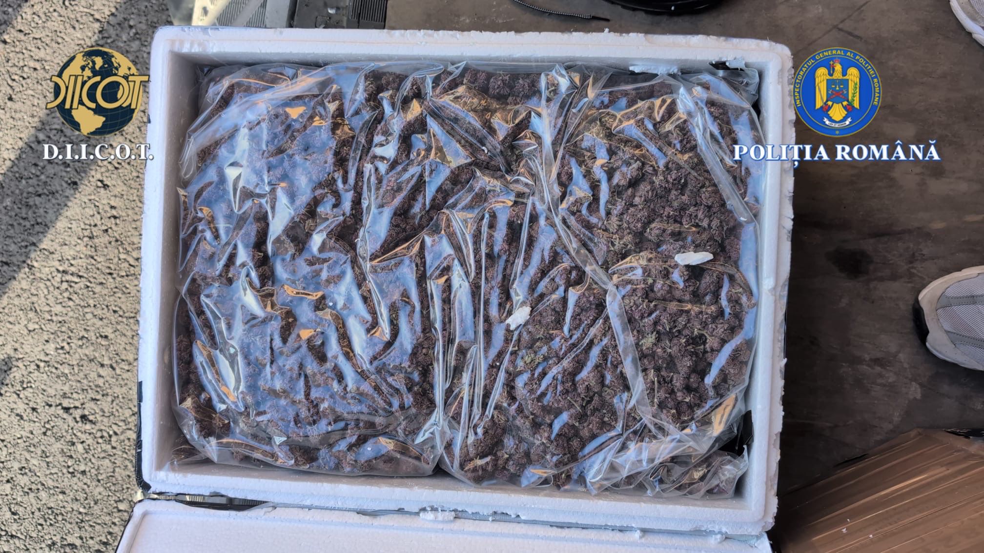 Captură mare de canabis în prima zi a anului în Iași. Doi bărbați, prinși în flagrant