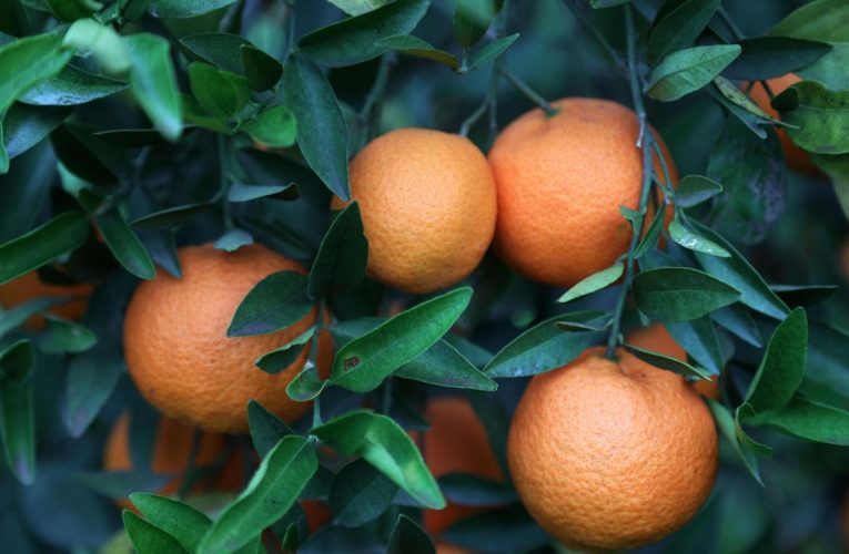 Câte mandarine trebuie să mănânci pe zi pentru a acoperi necesarul de vitamina C