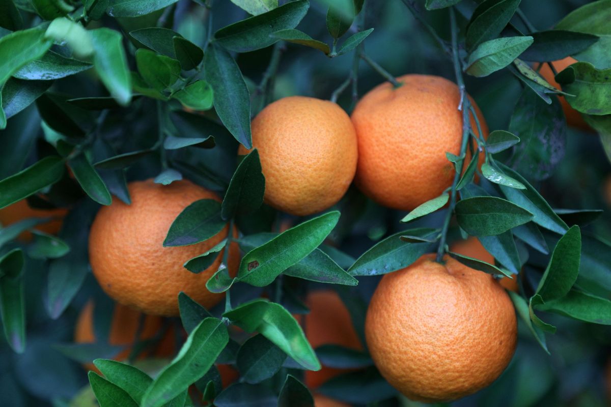 Câte mandarine trebuie să mănânci pe zi pentru a acoperi necesarul de vitamina C
