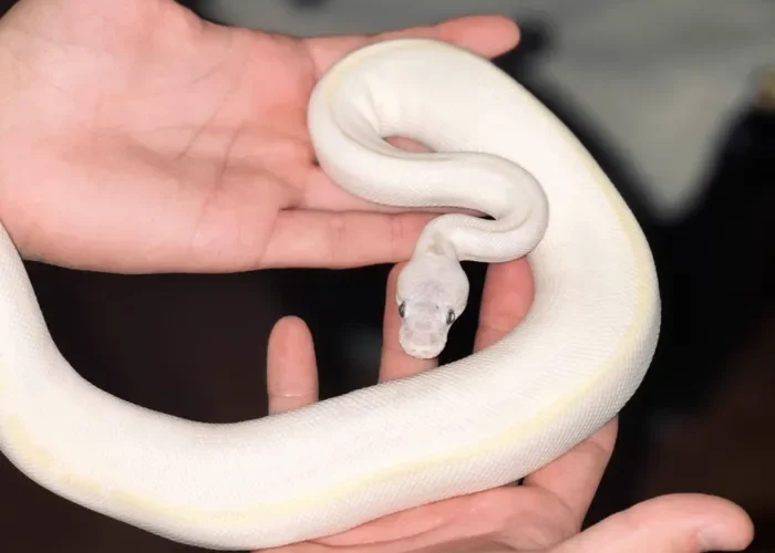 Descoperire șocantă într-un apartament din Bihor: Crescătorie ilegală de vipere veninoase, caiman și tarantule. FOTO