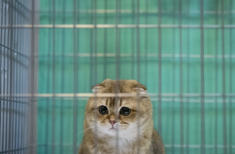 Olanda a interzis deținerea anumitor tipuri de pisici. Cum motivează autoritățile decizia