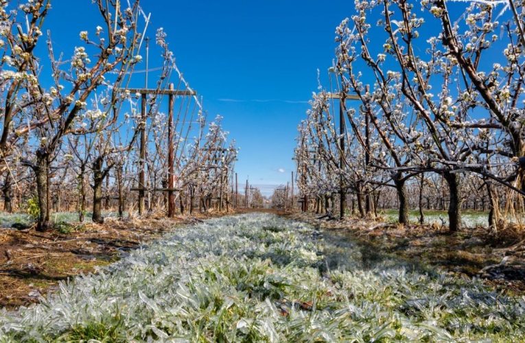 Pomicultorii afectați de seceta de anul trecut vor primi câte 10.000 de lei pentru fiecare hectar