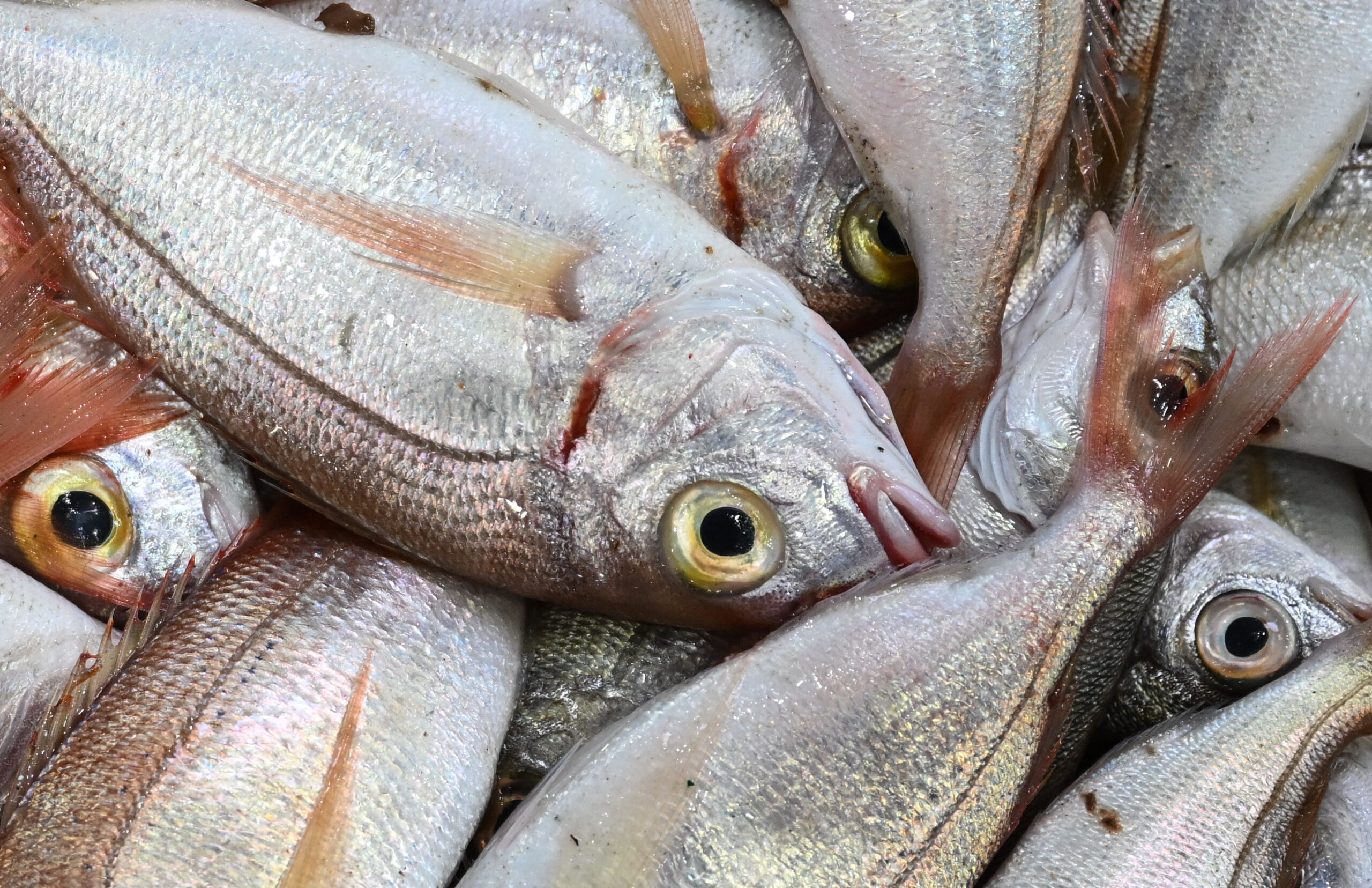 Preț record de 3,2 milioane de dolari pentru ton roșu la licitația de pește de la Tokyo