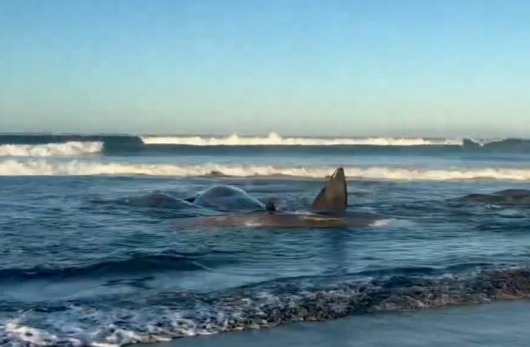 Șase balene au murit după ce au eșuat pe o plajă din Noua Zeelandă