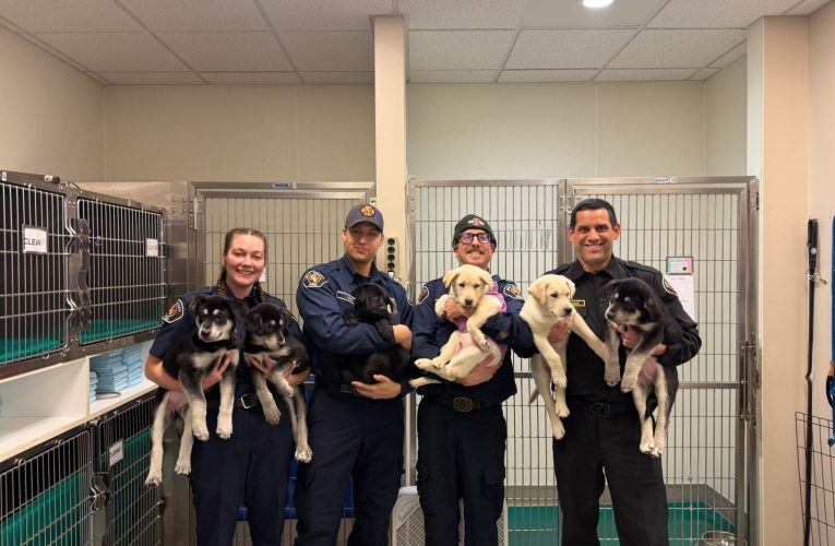 Șase căței au fost salvați de pompierii din Washington după ce au fost expuși la o supradoză de droguri