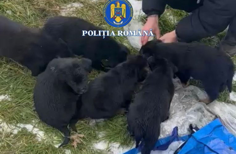 Slatina: Femeie care a pun șase căței într-un sac și i-a aruncat la gunoi, cercetată