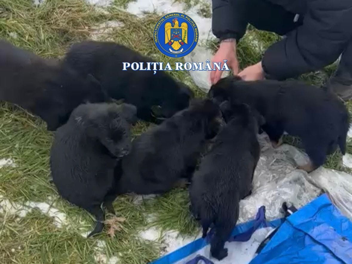 Slatina: Femeie care a pun șase căței într-un sac și i-a aruncat la gunoi, cercetată
