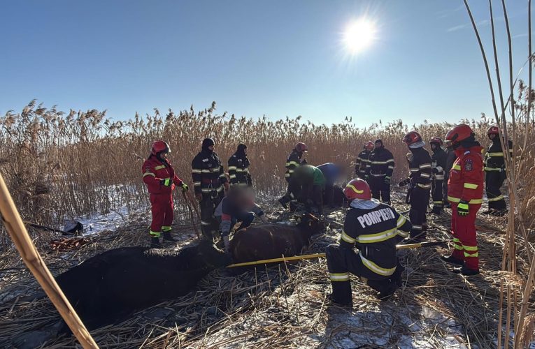 Suceava: 23 de vaci au căzut într-un iaz. Pompierii intervin