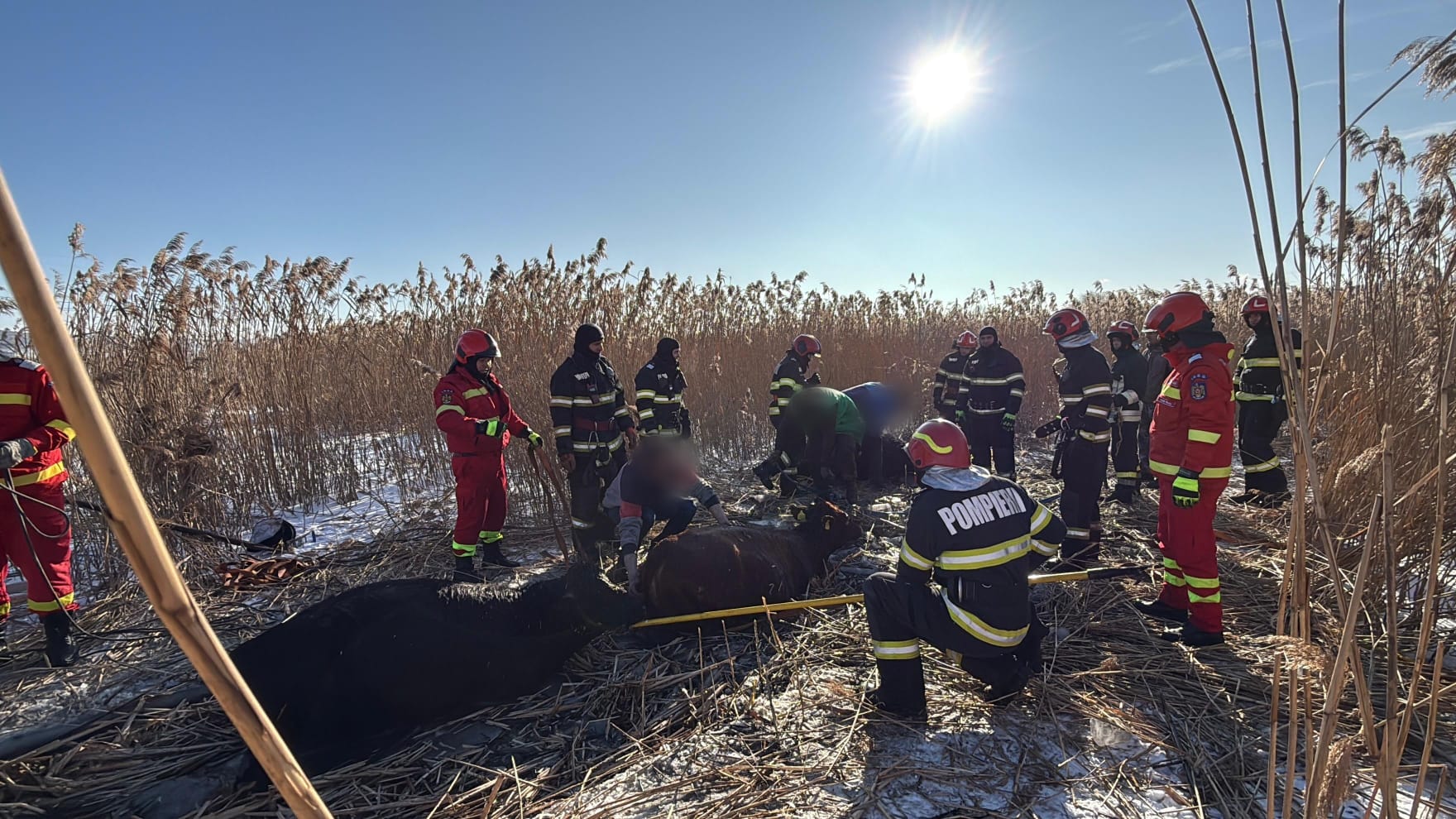 Suceava: 23 de vaci au căzut într-un iaz. Pompierii intervin