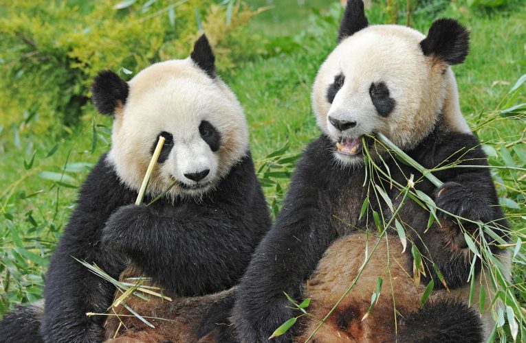 Ultimii doi panda din Japonia pleacă spre China