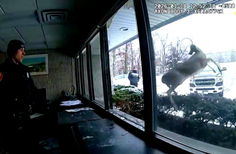 Un cerb „spart” o bancă din New York și a declanșat alarma: momentul a fost surprins pe video