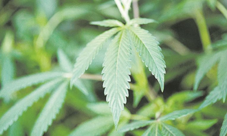 Un copil de 4 ani a fost găsit cu canabis în curtea unei școli din Franța