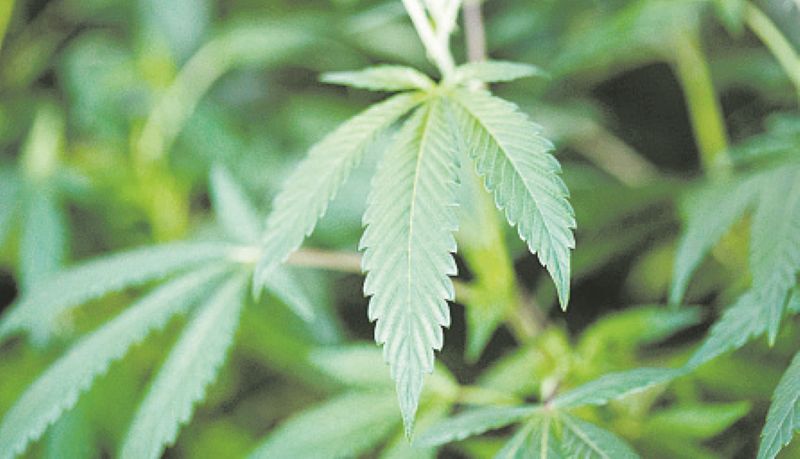 Un copil de 4 ani a fost găsit cu canabis în curtea unei școli din Franța