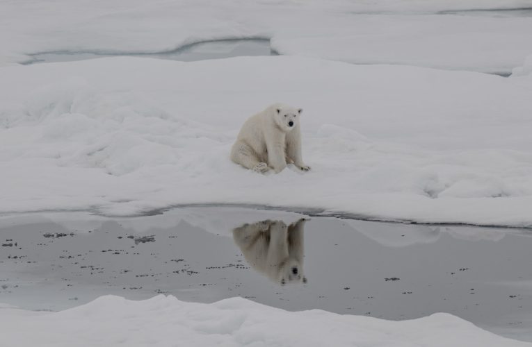 Urșii polari rezistă schimbărilor climatice mai bine decât se așteptau cercetătorii