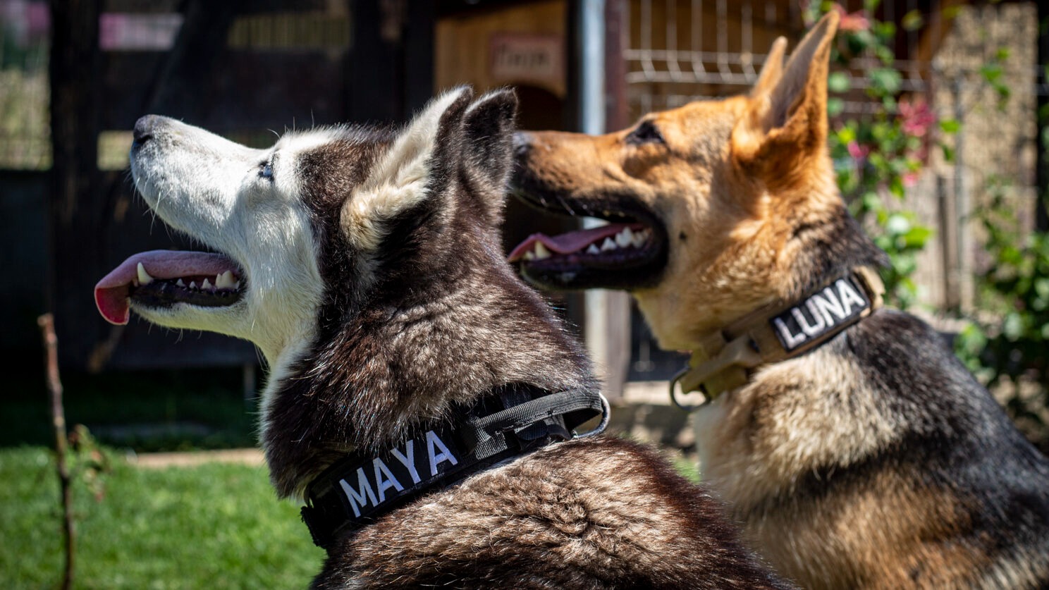 Zgarda Câini – De ce este instrumentul cheie în dresajul animalelor de talie mare (P)