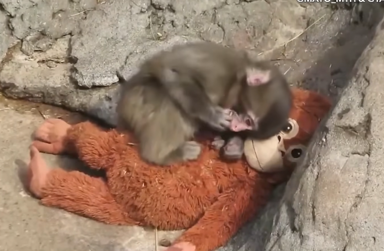 A devenit un fenonem global: Bebelușul de maimuță din Japonia, respins de mamă, care s-a atașat de o jucărie de pluș