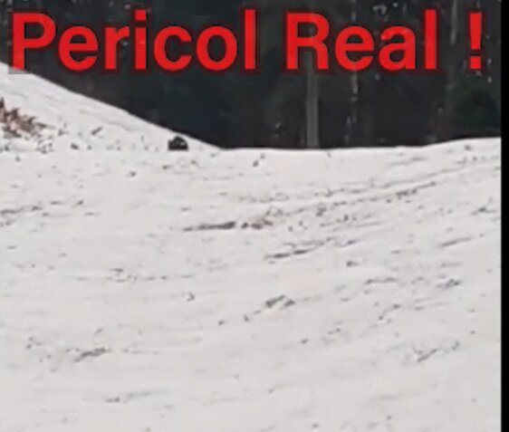 Atenție, turiști! Urși pe pârtia de schi!