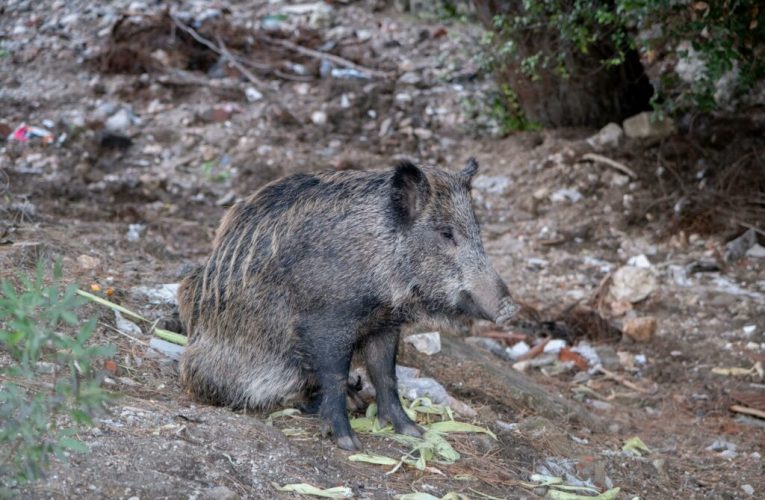 Caz de pestă porcină, confirmat pe un fond de vânătoare din Timiș