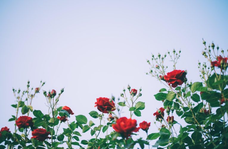 Ce trebuie să faci în februarie pentru ca trandafirii să înflorească sănătos primăvara, potrivit unui expert