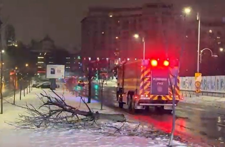 Cod galben de ninsori și viscol. Copaci căzuți în București. Drumuri închise în Ialomița