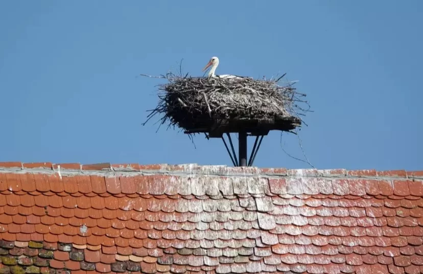 Cuibul de barză care a lăsat polițiștii clujeni în frig urmează să fie relocat