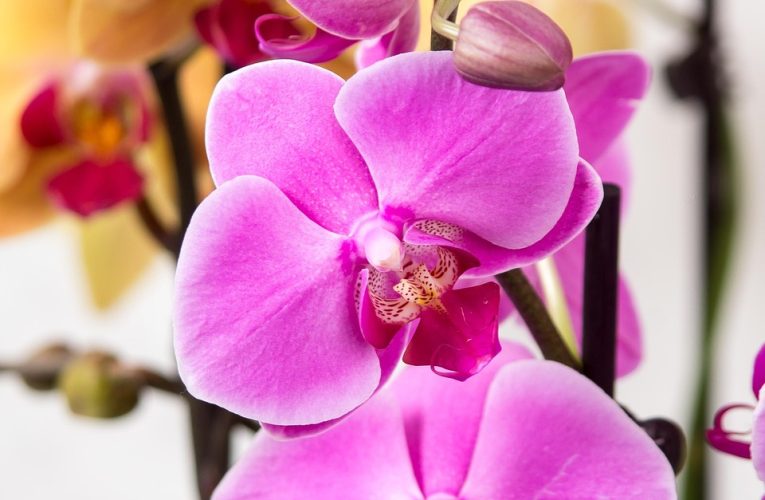 Expoziția anuală de orhidee colorează iarna din Chicago