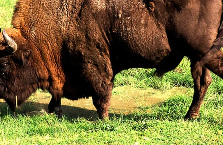 Încă 3 cadavre de animale descoperite la ferma din Cluj: peste 200 de bizoni, cerbi și mufloni morți