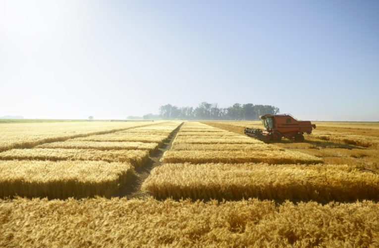 Inovația ajută fermierii români să își asigure productivitatea și leadershipul în domeniul cerealelor la nivel european